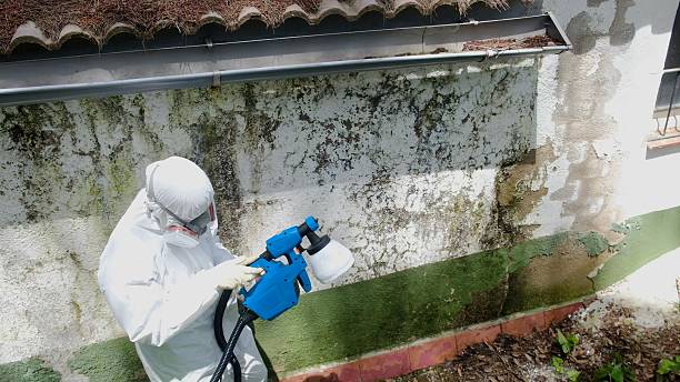Top rated local Basement Mold Removal specialists in Church Creek, MD